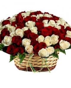 2 dozen garden spray roses